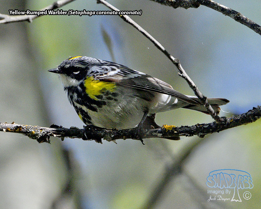 Yellow-Rumped Warbler - Setophaga coronata coronata