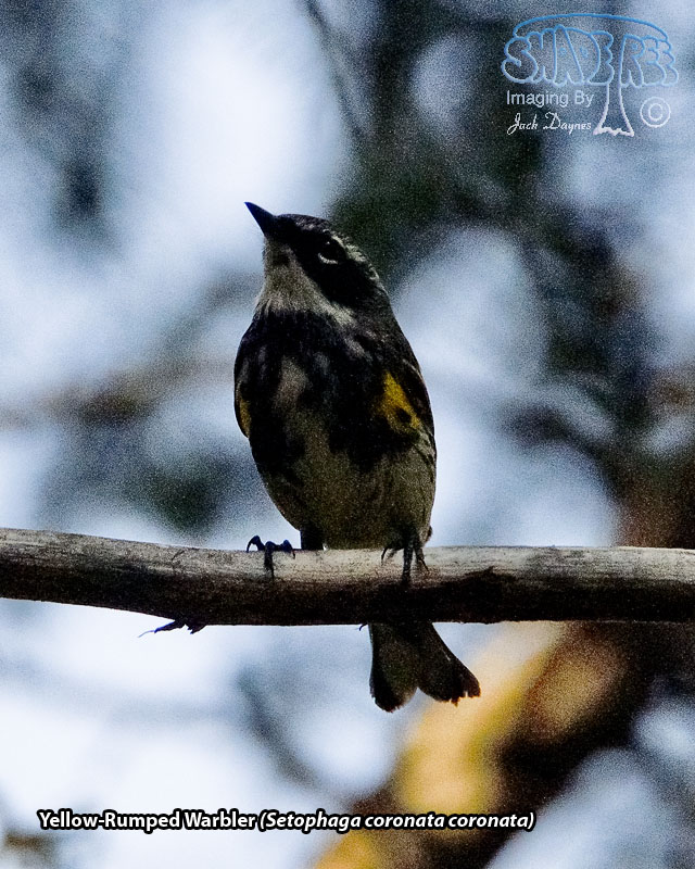 Yellow-Rumped Warbler - Setophaga coronata coronata