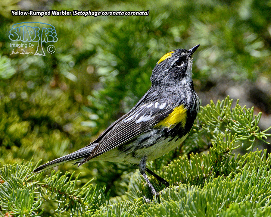 Yellow-Rumped Warbler - Setophaga coronata coronata