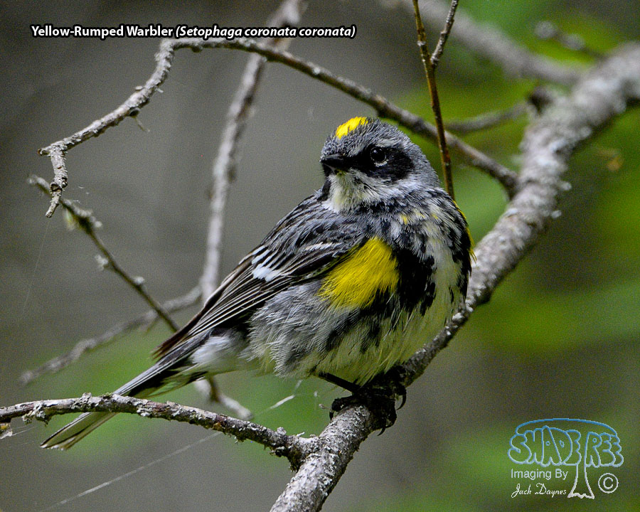 Yellow-Rumped Warbler - Setophaga coronata coronata