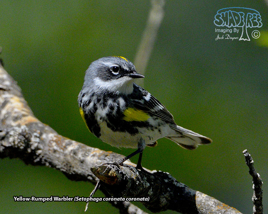 Yellow-Rumped Warbler - Setophaga coronata coronata