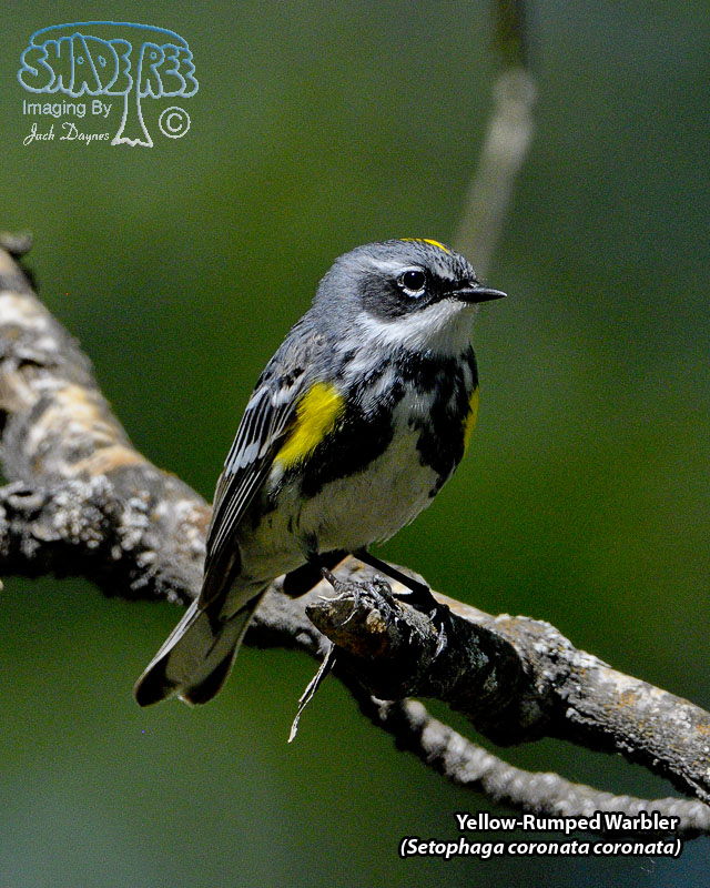 Yellow-Rumped Warbler - Setophaga coronata coronata