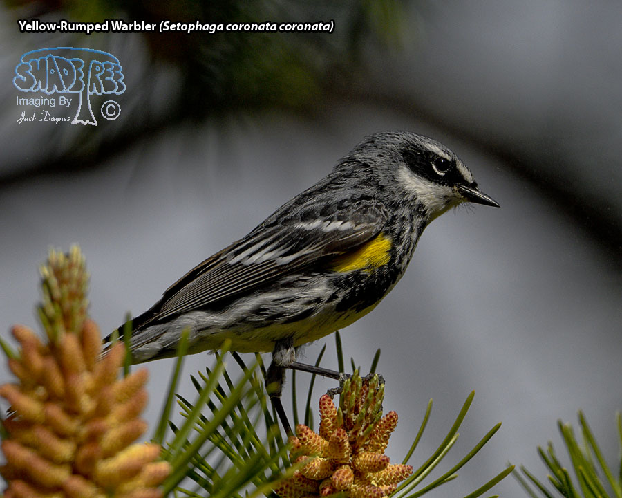 Yellow-Rumped Warbler - Setophaga coronata coronata