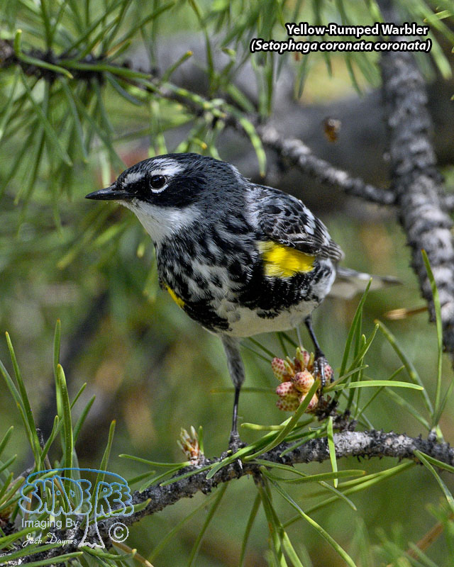 Yellow-Rumped Warbler - Setophaga coronata coronata
