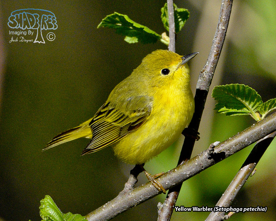 Yellow Warbler - Setophaga petechia