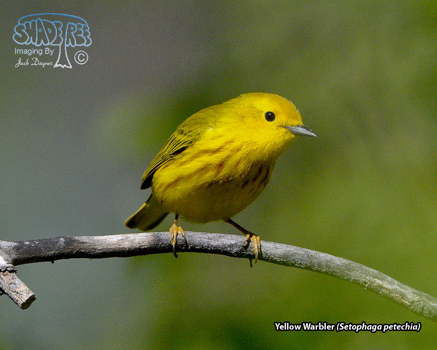 Yellow Warbler - Setophaga petechia