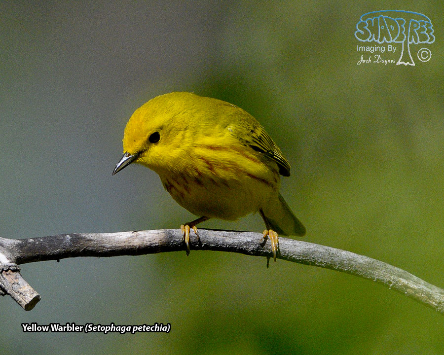 Yellow Warbler - Setophaga petechia