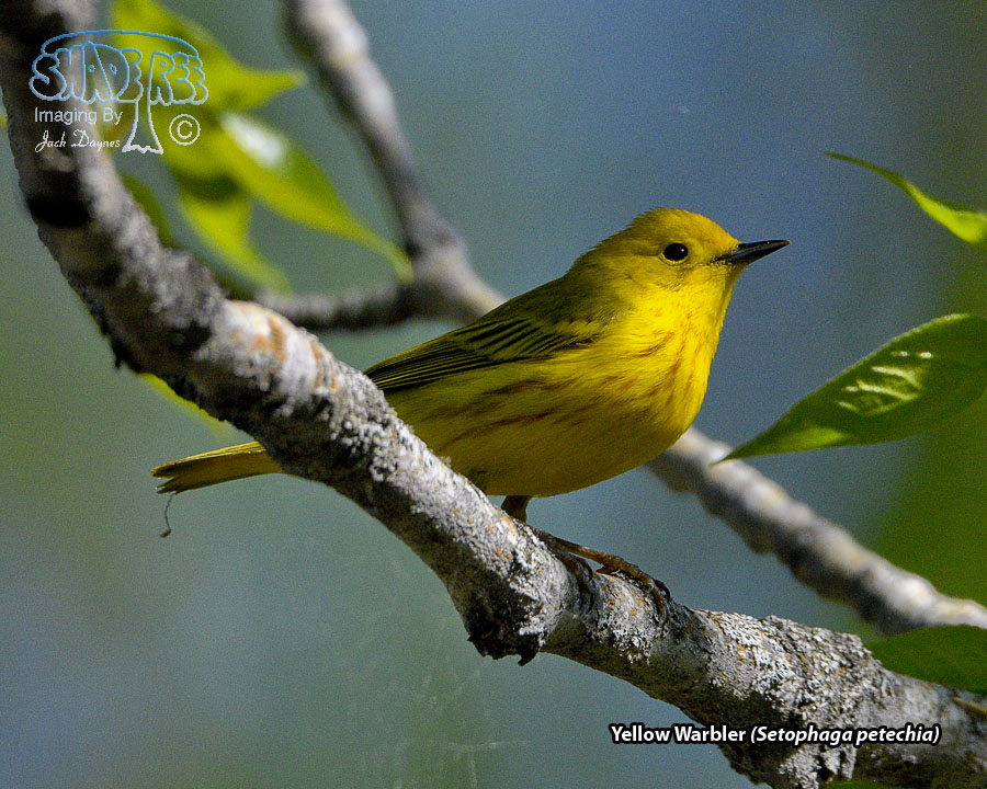 Yellow Warbler - Setophaga petechia