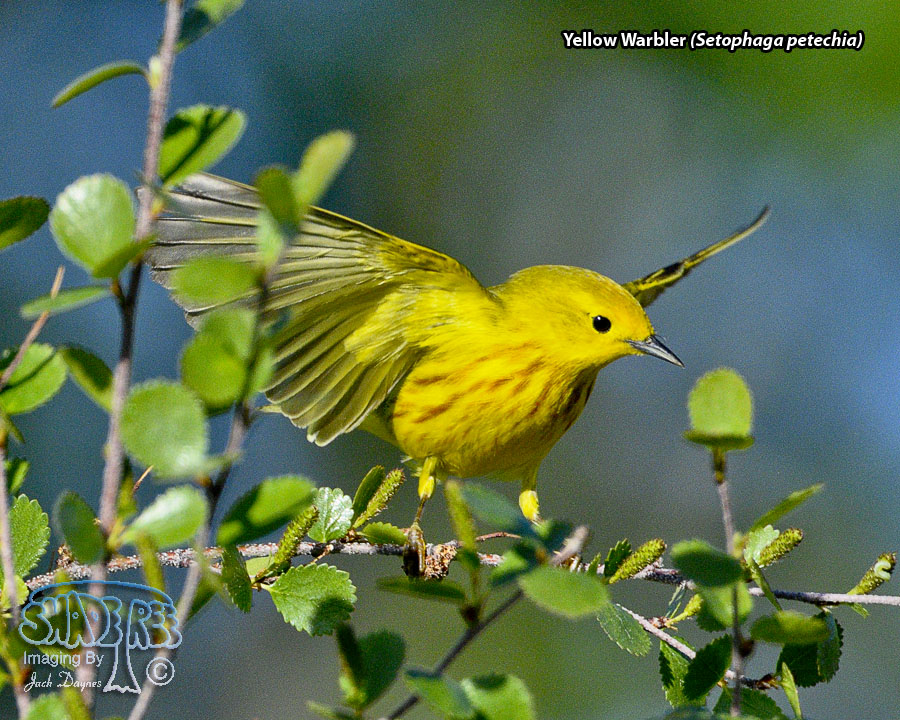 Yellow Warbler - Setophaga petechia