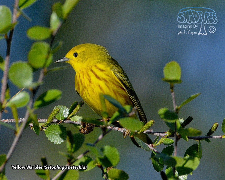 Yellow Warbler - Setophaga petechia