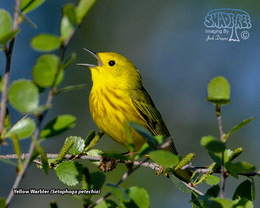 Yellow Warbler - Setophaga petechia