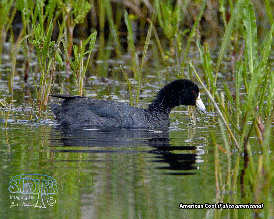American Coot - Fulica americana