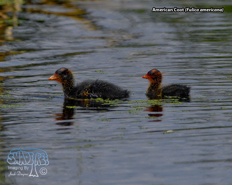 American Coot - Fulica americana