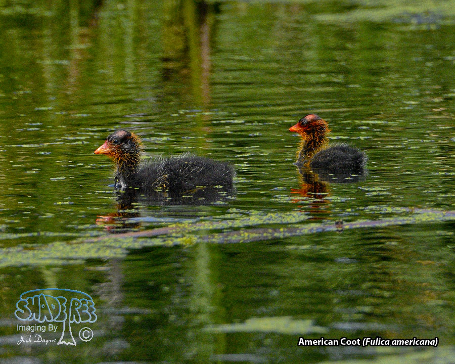 American Coot - Fulica americana