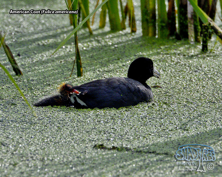American Coot - Fulica americana