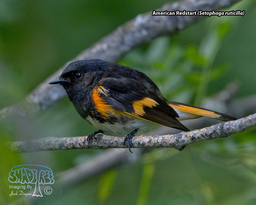 American Redstart - Setophaga ruticilla