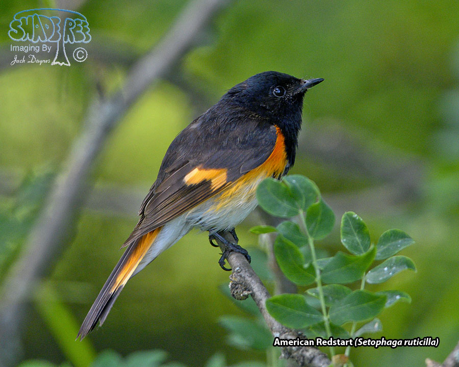 American Redstart - Setophaga ruticilla