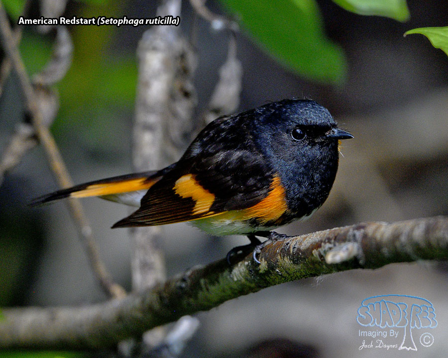 American Redstart - Setophaga ruticilla
