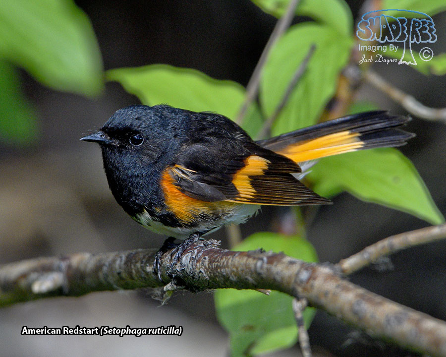 American Redstart - Setophaga ruticilla