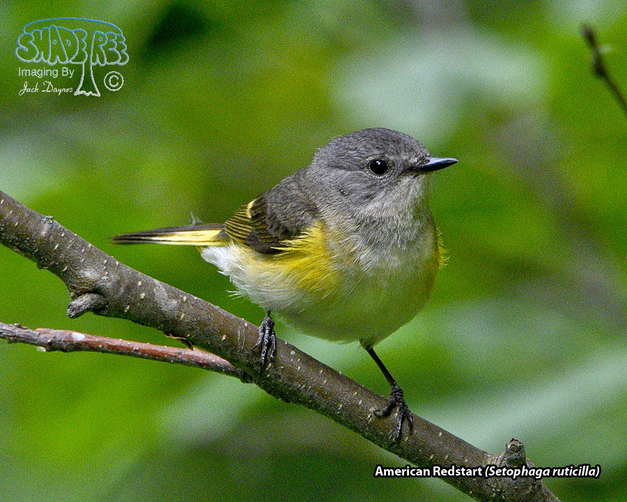 American Redstart - Setophaga ruticilla