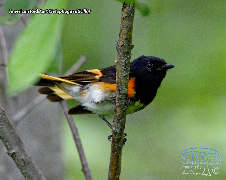 American Redstart - Setophaga ruticilla