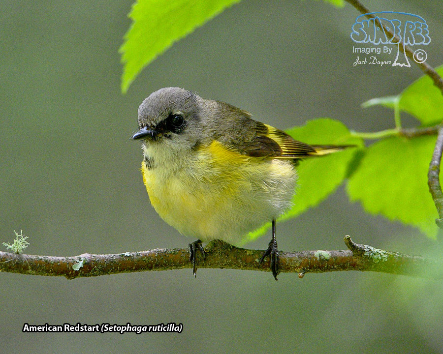 American Redstart - Setophaga ruticilla