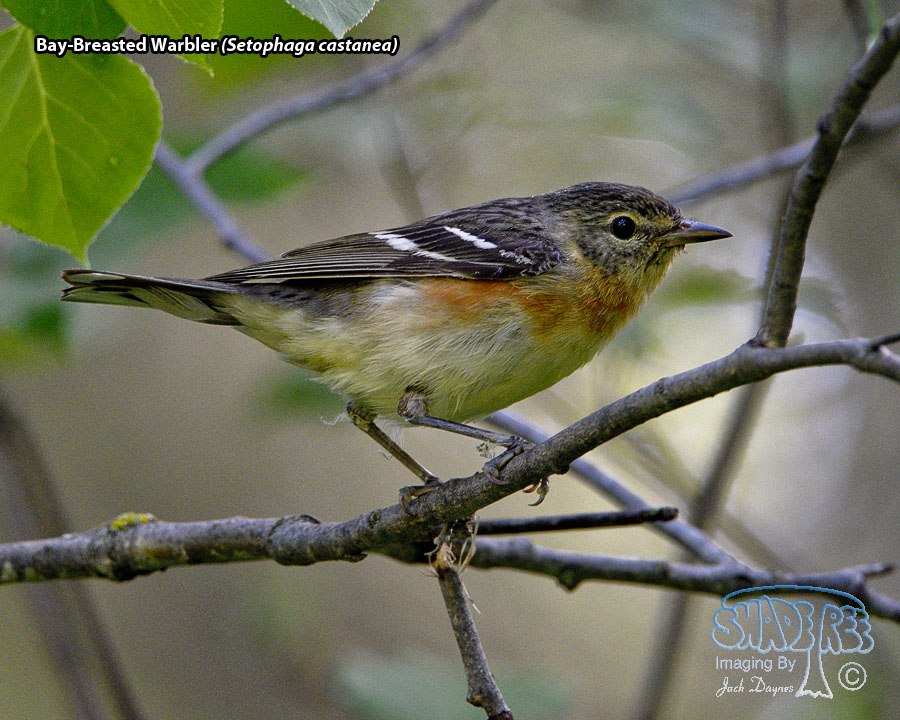 Bay-Breasted Warbler - Setophaga castanea