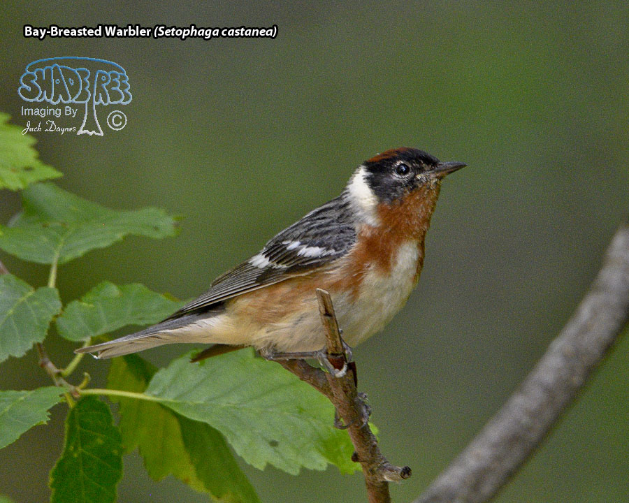 Bay-Breasted Warbler - Setophaga castanea