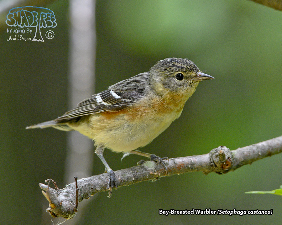 Bay-Breasted Warbler - Setophaga castanea