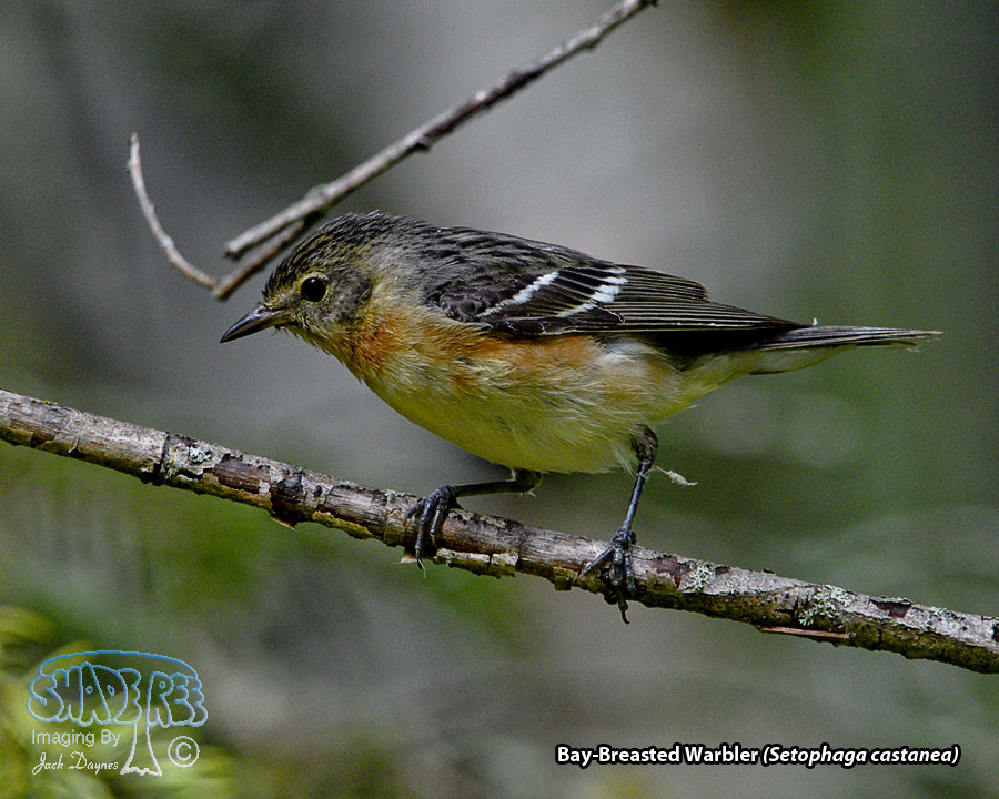 Bay-Breasted Warbler - Setophaga castanea