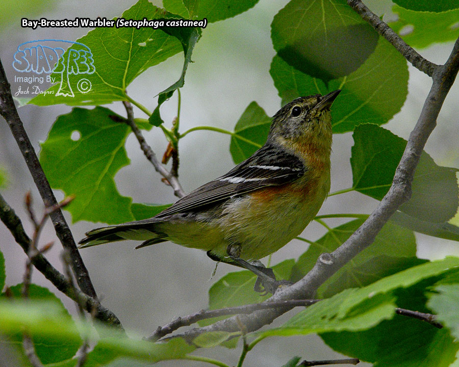 Bay-Breasted Warbler - Setophaga castanea