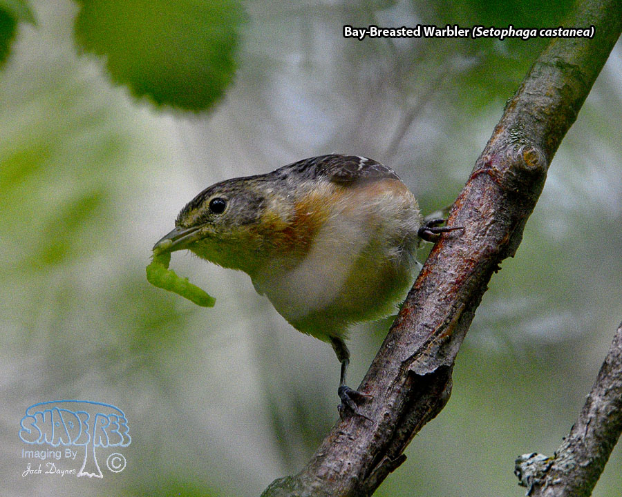 Bay-Breasted Warbler - Setophaga castanea