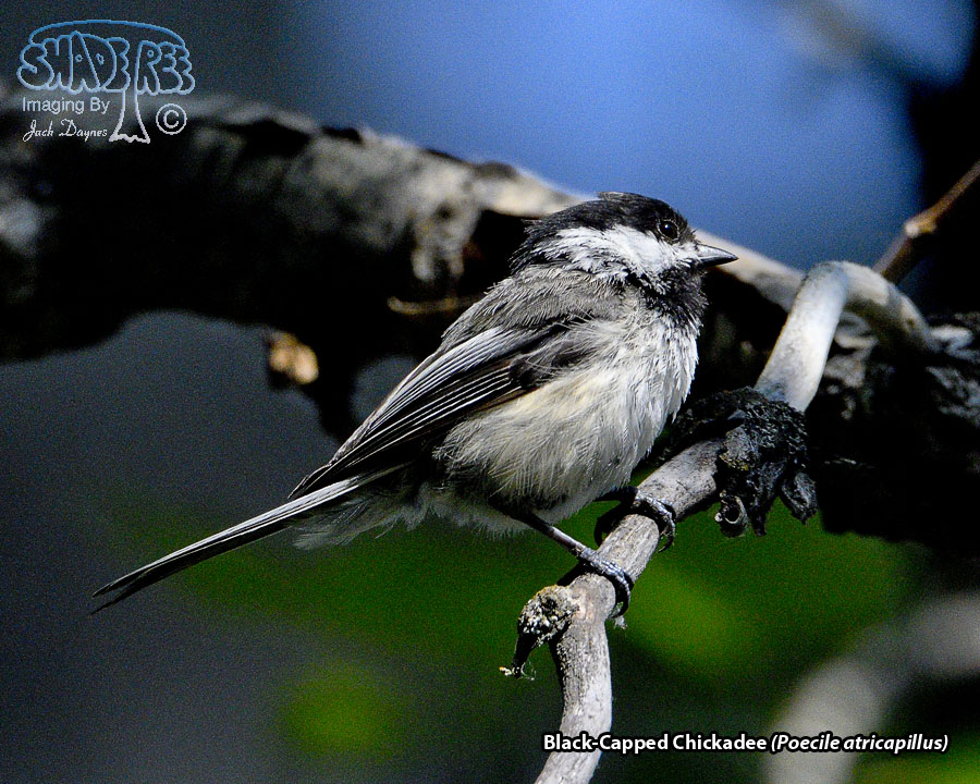 Black-Capped Chickadee - Poecile atricapillus