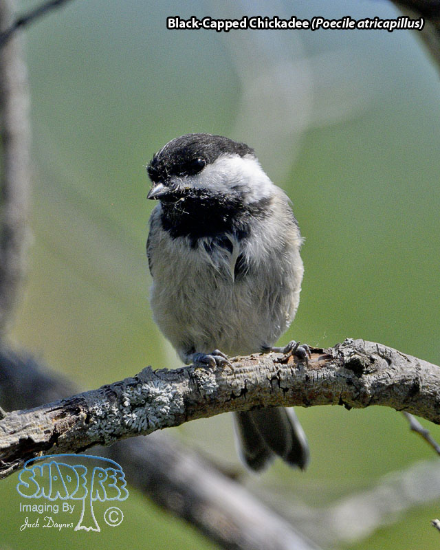 Black-Capped Chickadee - Poecile atricapillus