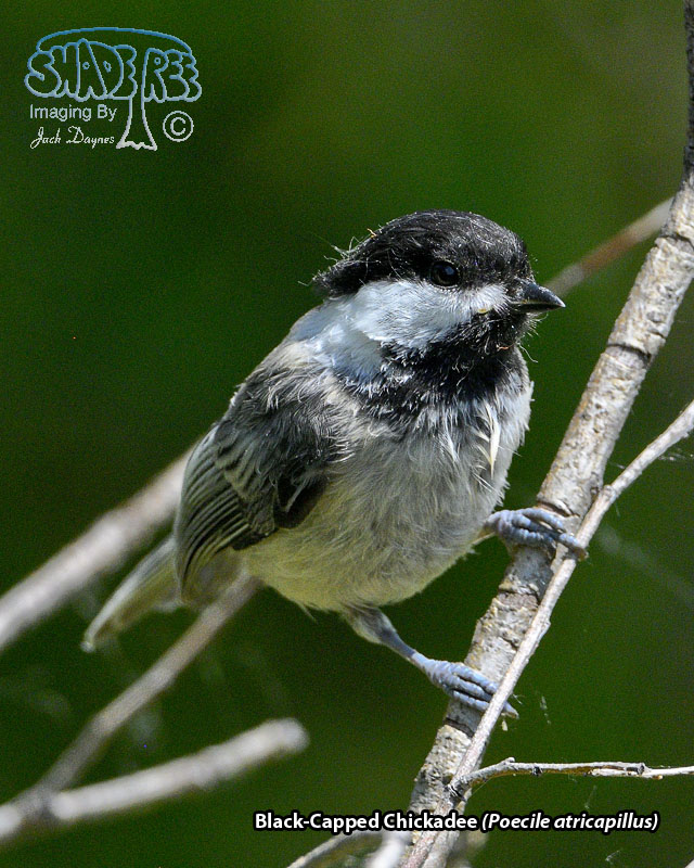 Black-Capped Chickadee - Poecile atricapillus