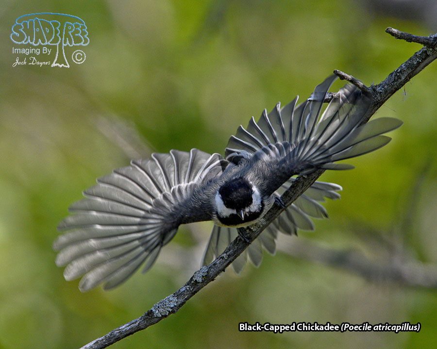 Black-Capped Chickadee - Poecile atricapillus