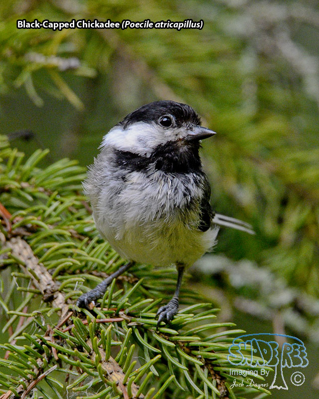 Black-Capped Chickadee - Poecile atricapillus
