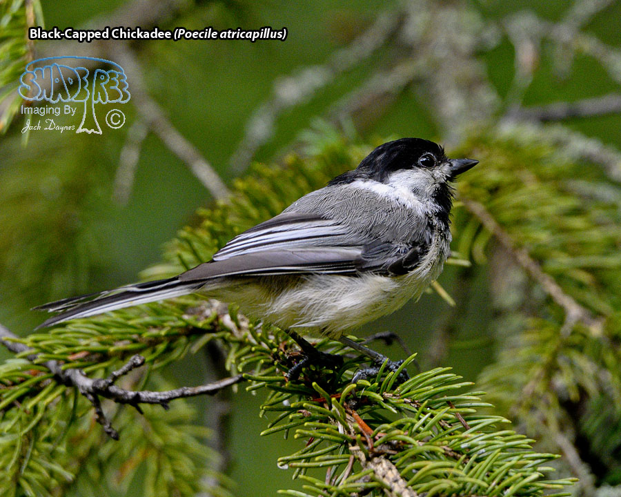 Black-Capped Chickadee - Poecile atricapillus