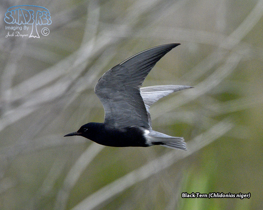 Black Tern - Chlidonias niger