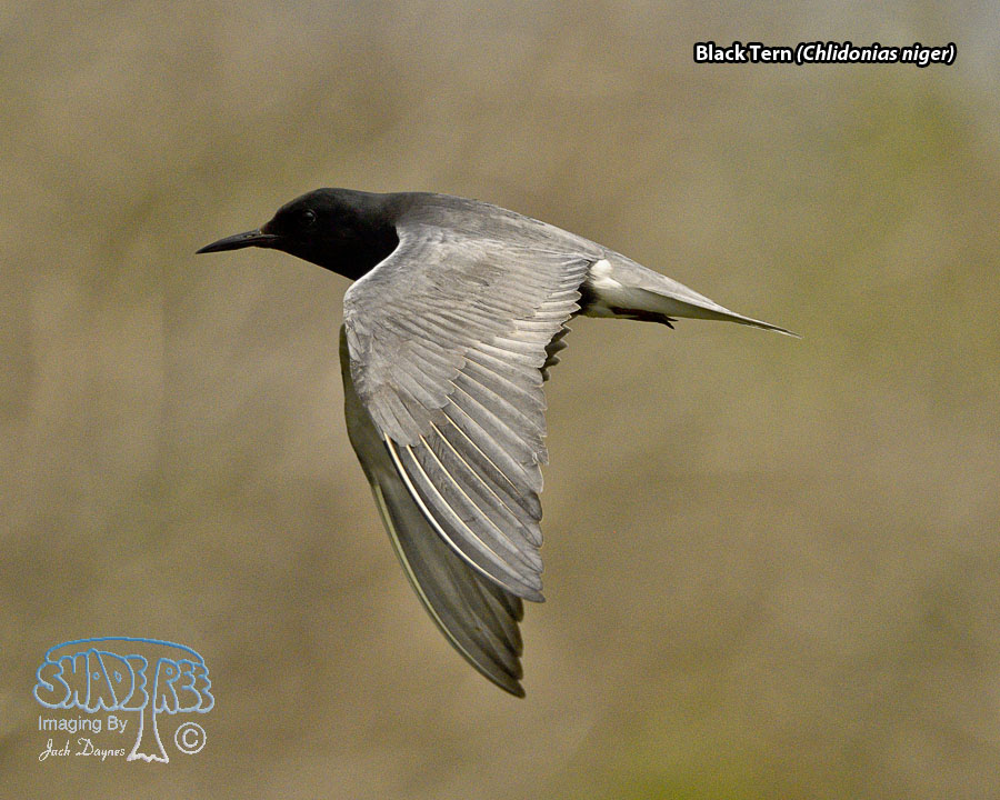 Black Tern - Chlidonias niger