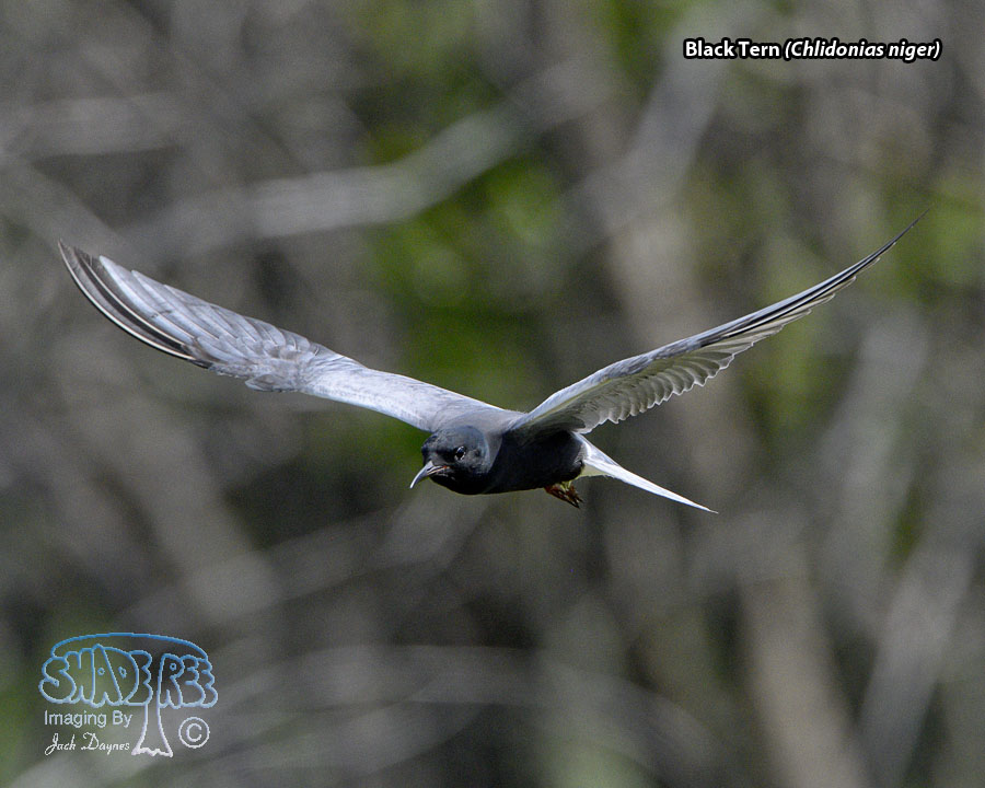 Black Tern - Chlidonias niger