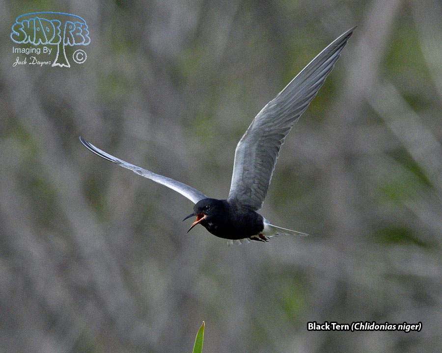 Black Tern - Chlidonias niger