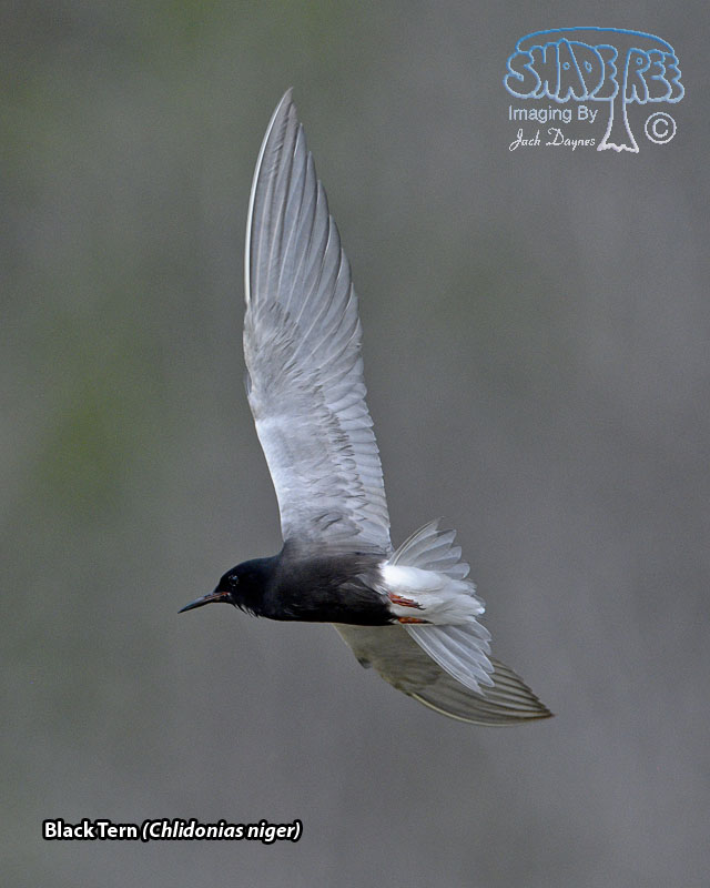 Black Tern - Chlidonias niger