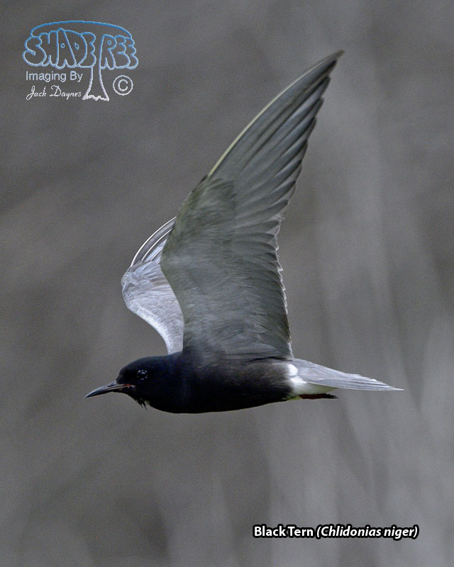 Black Tern - Chlidonias niger