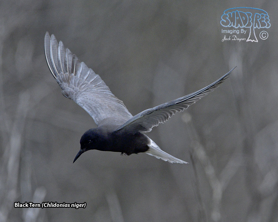 Black Tern - Chlidonias niger