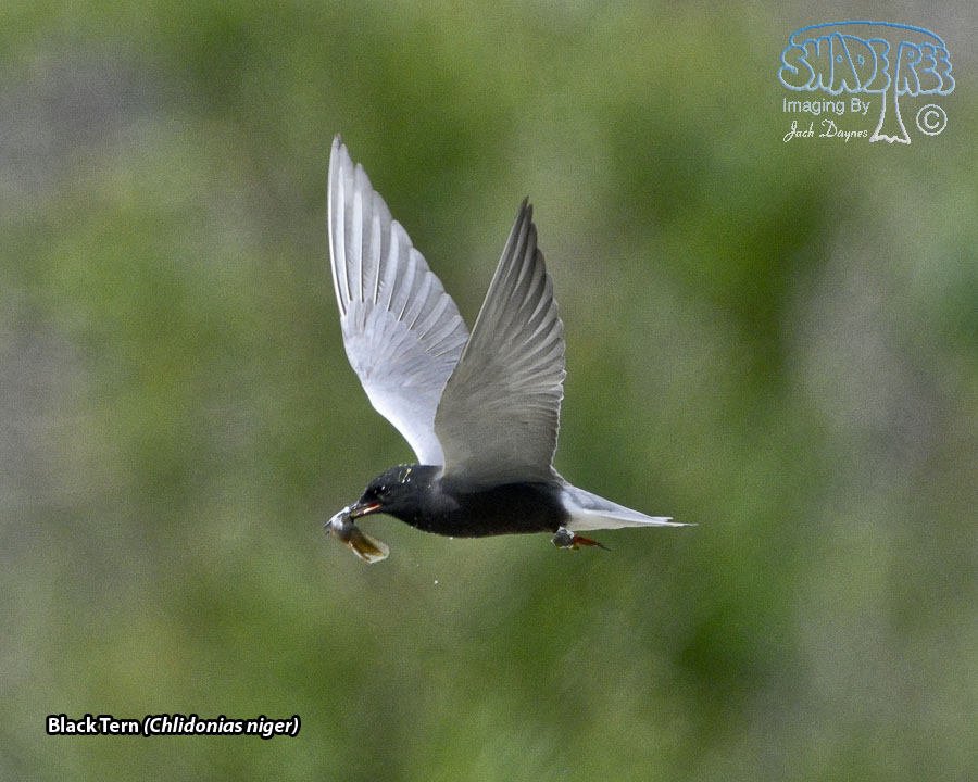 Black Tern - Chlidonias niger