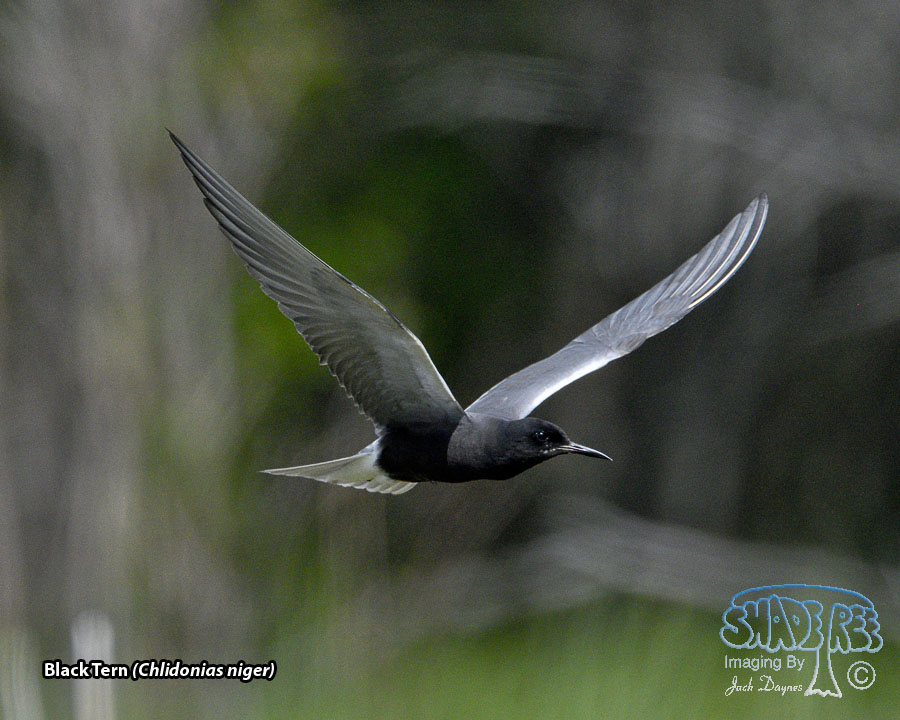 Black Tern - Chlidonias niger