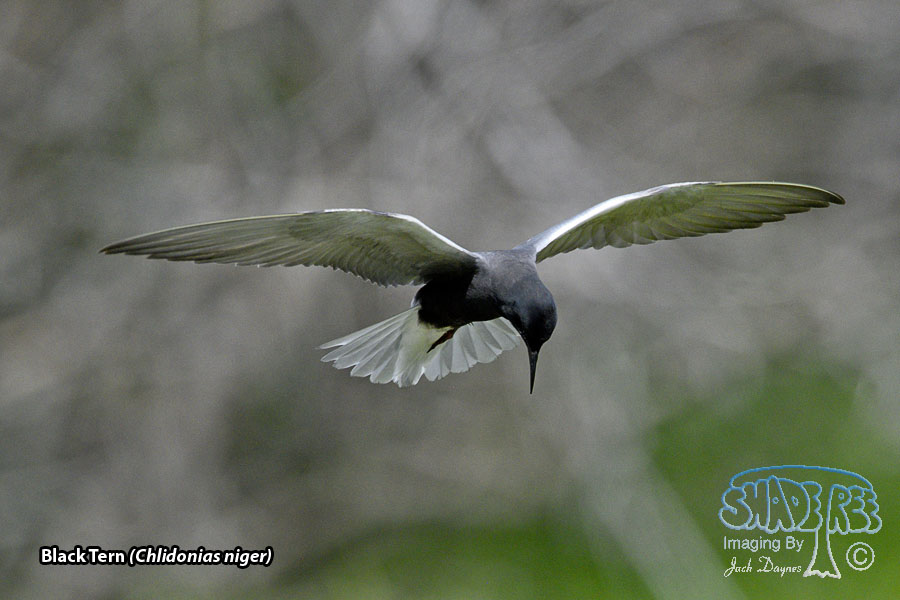 Black Tern - Chlidonias niger