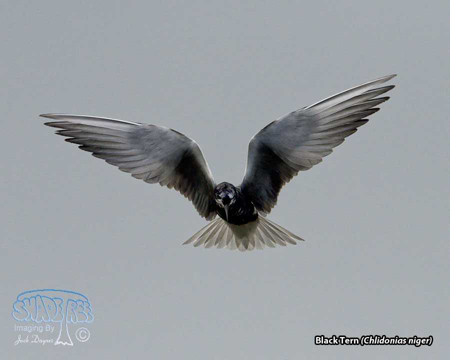 Black Tern - Chlidonias niger