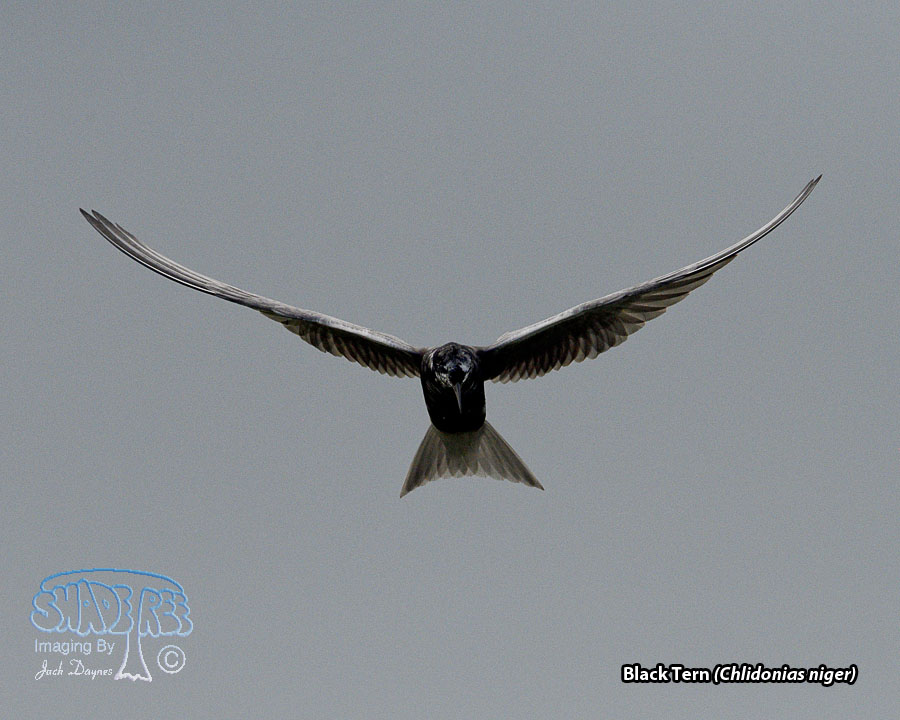 Black Tern - Chlidonias niger